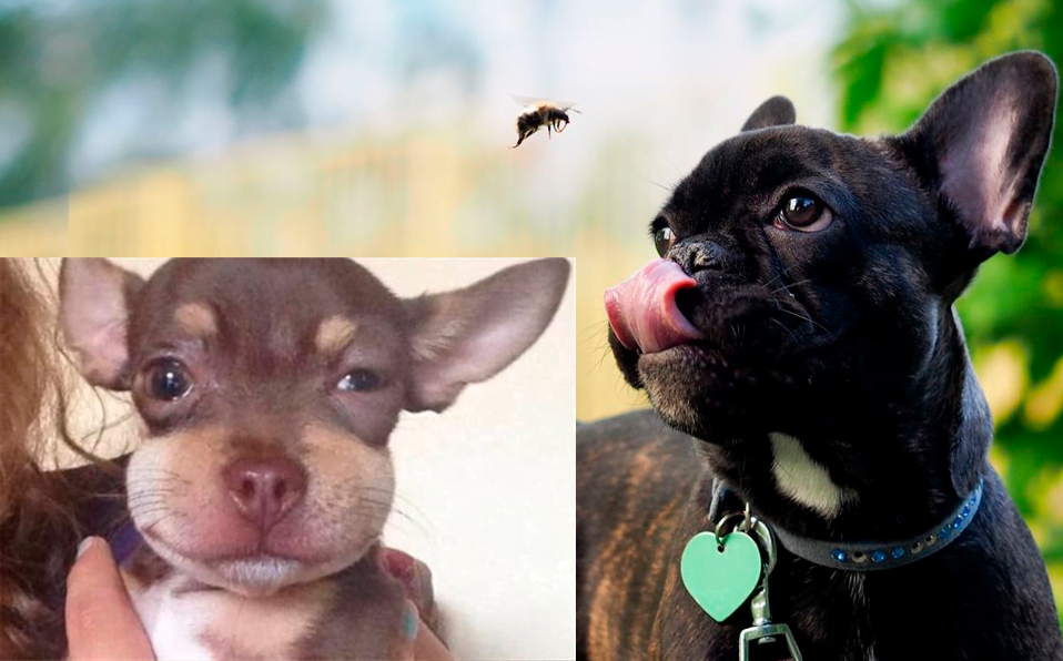 Así se ve un perrito/minino hinchado por un piquete de abeja