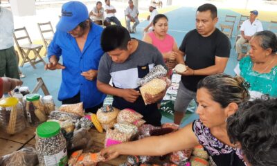 Plaga afectó 90% de cultivos en Felipe Carillo Puerto