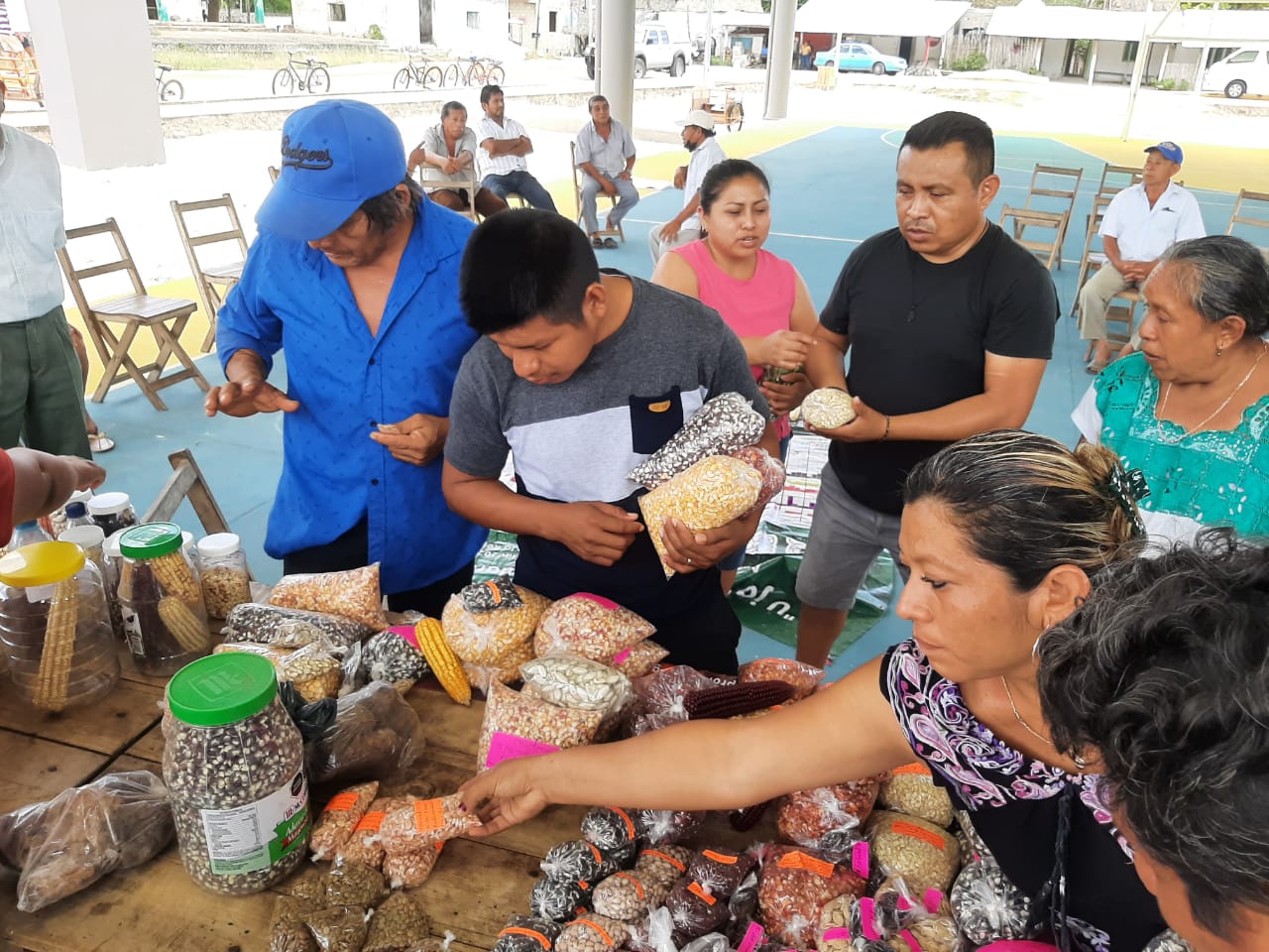 Plaga afectó 90% de cultivos en Felipe Carillo Puerto