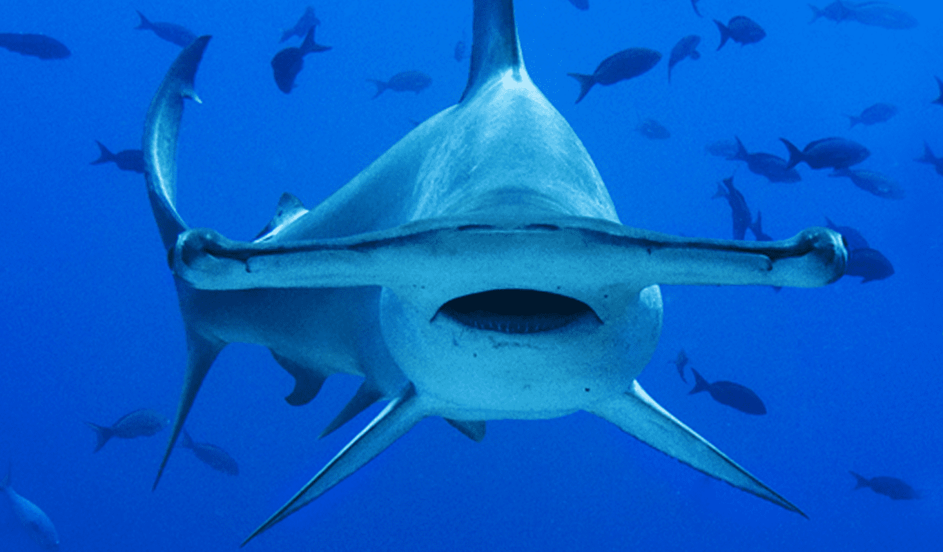 Tiburon martillo caza a mantarraya en Cozumel: Video
