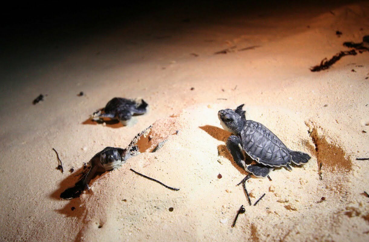 Temporada de anidación de tortugas traerá al estado 15 mil nidos