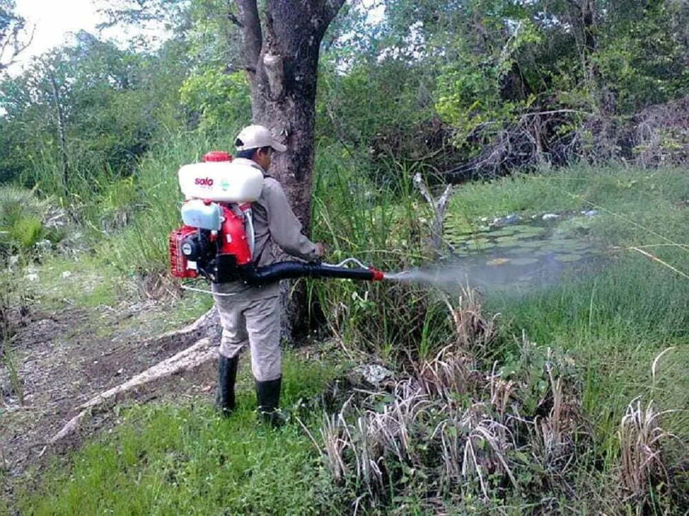 Regiones de Cancún en alerta por mosco transmisor de dengue