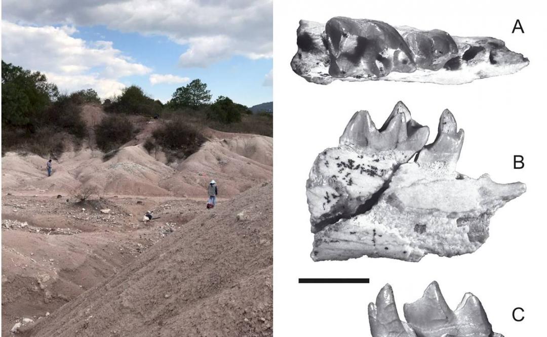 Encuentran fósil de 30 millones de años en Oaxaca