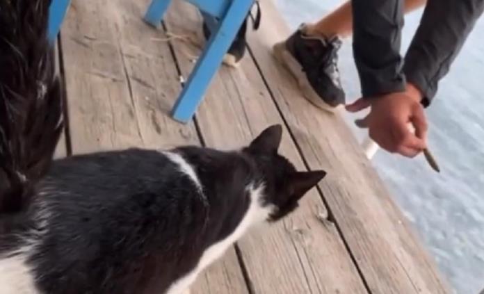 Investigan a sujeto que pateo a gatito hacia el mar - DiMe News
