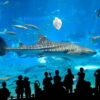 acuario nuevo en cdmx, será el más grande de latinoamerica