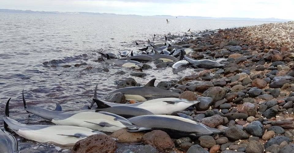 Guerra entre Rusia y Ucrania ha matado más de 80 delfines