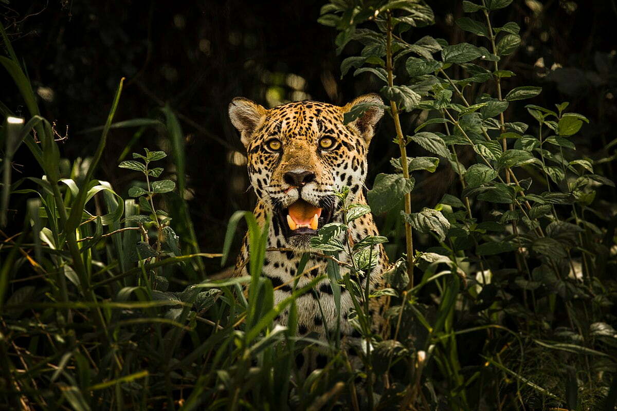 El jaguar se abre paso en Jalisco y recoloniza la sierra