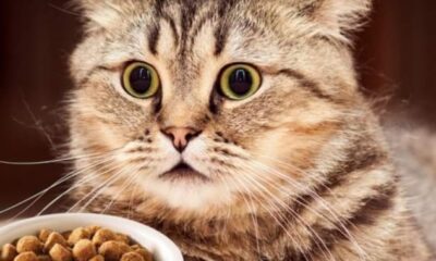 alimento para gatos