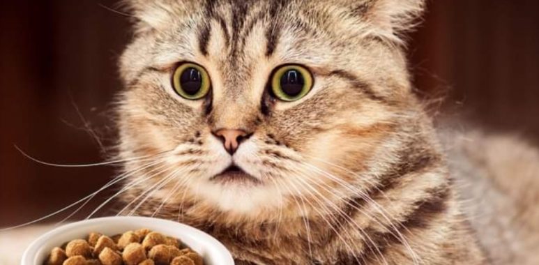 Marcas de alimento para gato que no cumplen lo que dicen