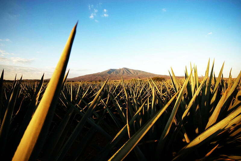 Certifican predios para producción de Tequila