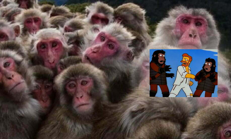 Macacos en Japón incontrolables: 42 personas heridas