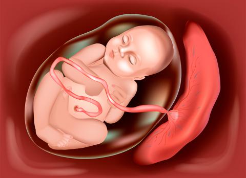 ¿Comerse la placenta tiene algun beneficio real? Aquí te decimos