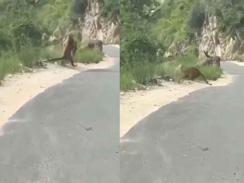 Jaguar ataca a burritos que comían en carretera Iturbide, Nuevo León