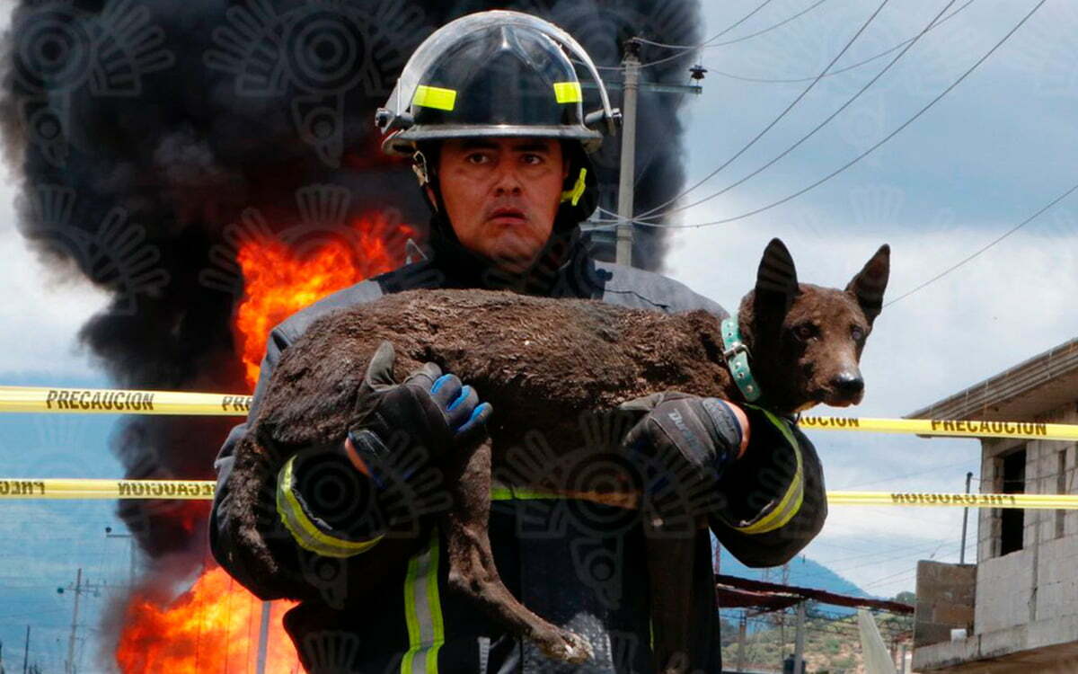 Bombero rescata a perrito de explosión de toma clandestina en Puebla