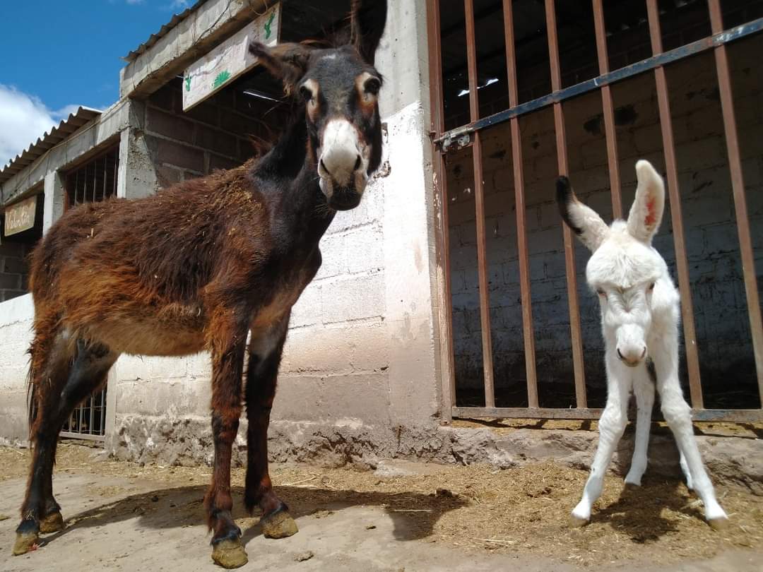 Burrolandia busca nombre para burrita recién nacida en Edomex