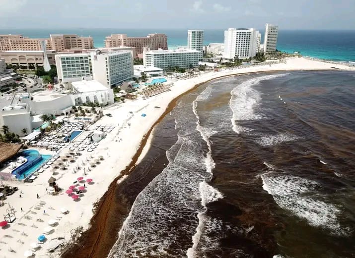 Buscan crear Centro de Investigación del Sargazo en Quintana Roo