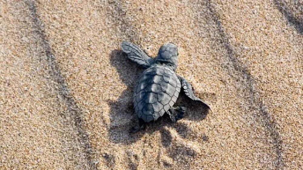 Ponen a salvo más de 100 crías de tortuga marina   en Cancún