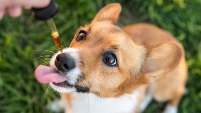 El aceite de cannabis como auxiliar en la salud de las mascotas