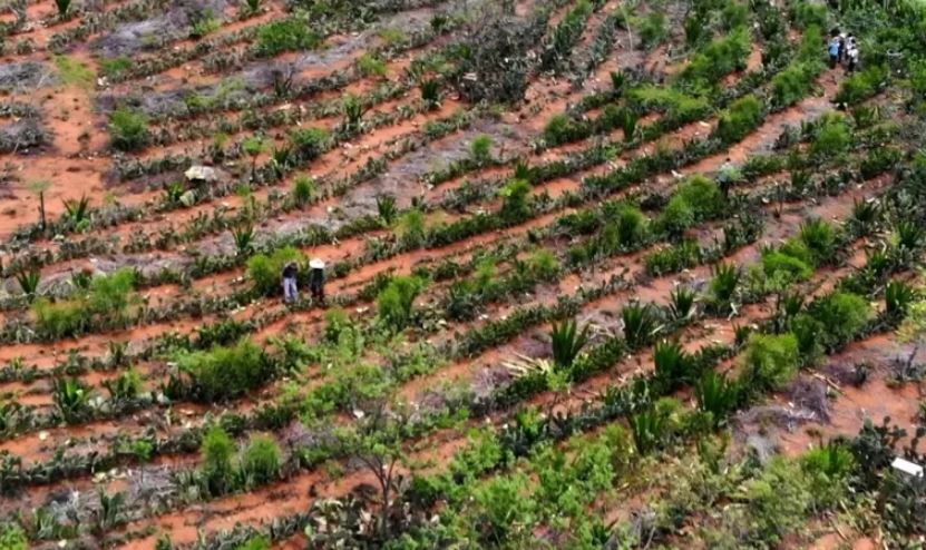 Convirtieron parte del desierto en un bosque abundante