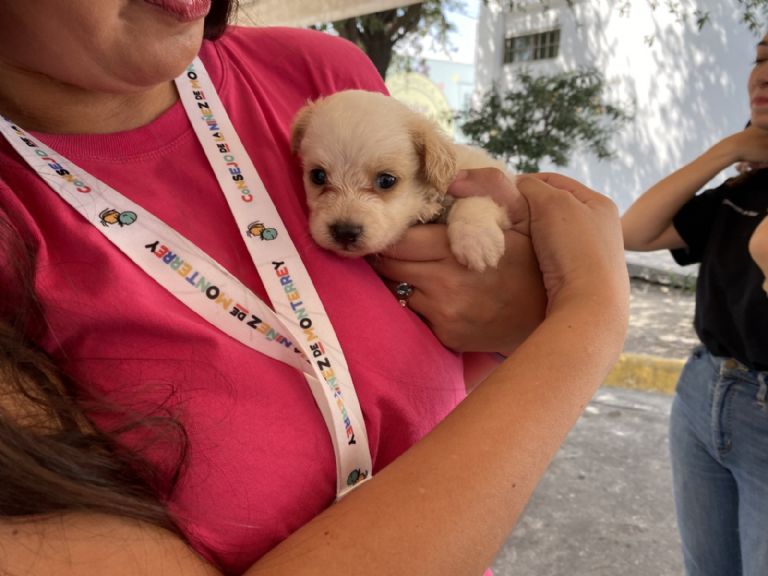 Monterrey invita a adoptar a perritos ‘sin raza’
