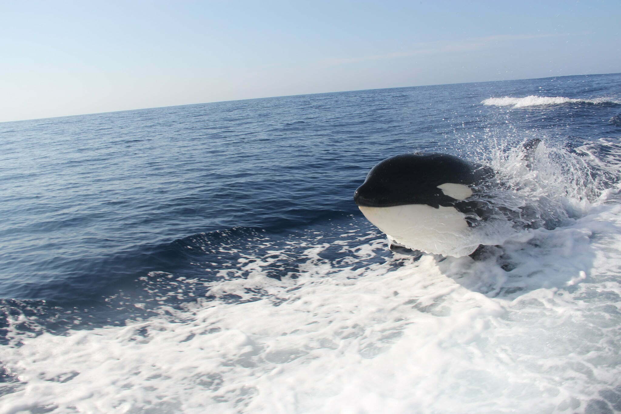 VIDEO: Orcas “asesinas” persiguen yate en Baja California
