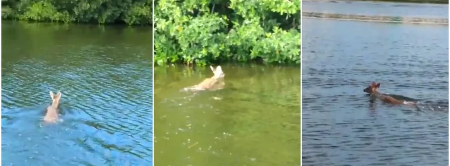 VIDEO: Captan a venado en la Laguna Nichupté