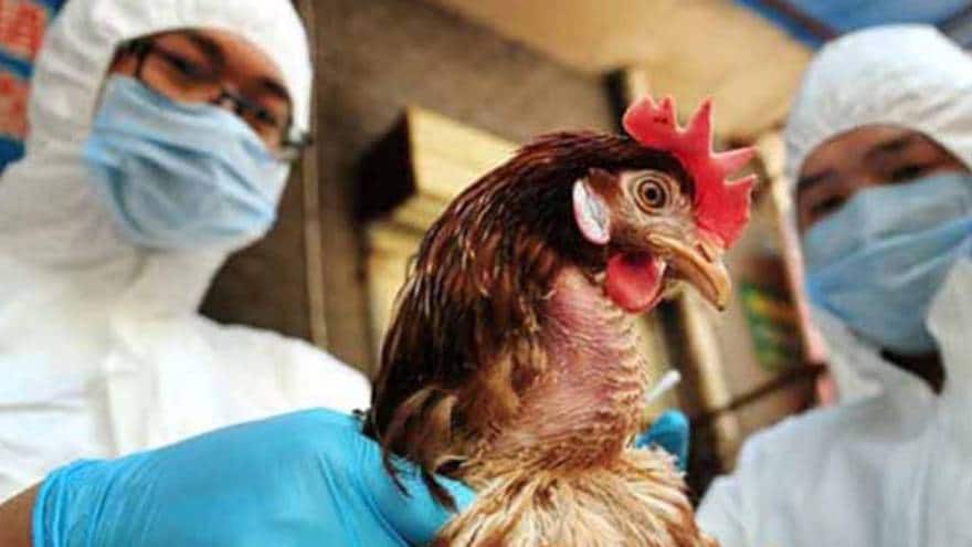 Registran primer caso de gripe aviar H5N1 en México