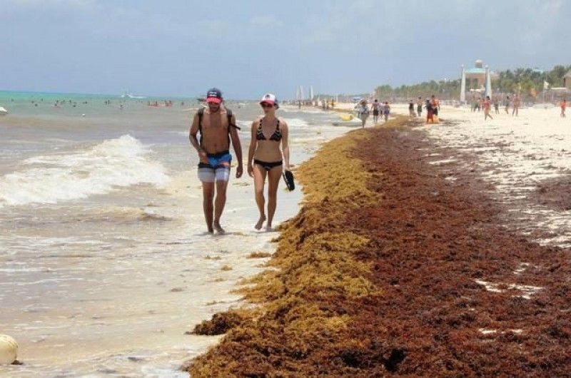 Hoteles de la Riviera Maya impulsan millonario proyecto para aprovechar el sargazo