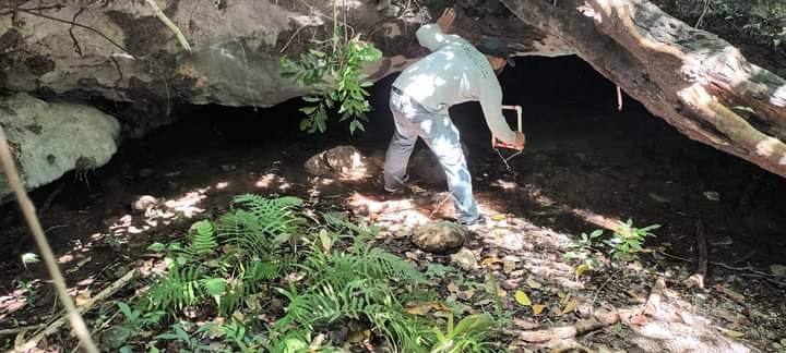 Detectan fauna acuática dañino en cenote de Cozumel
