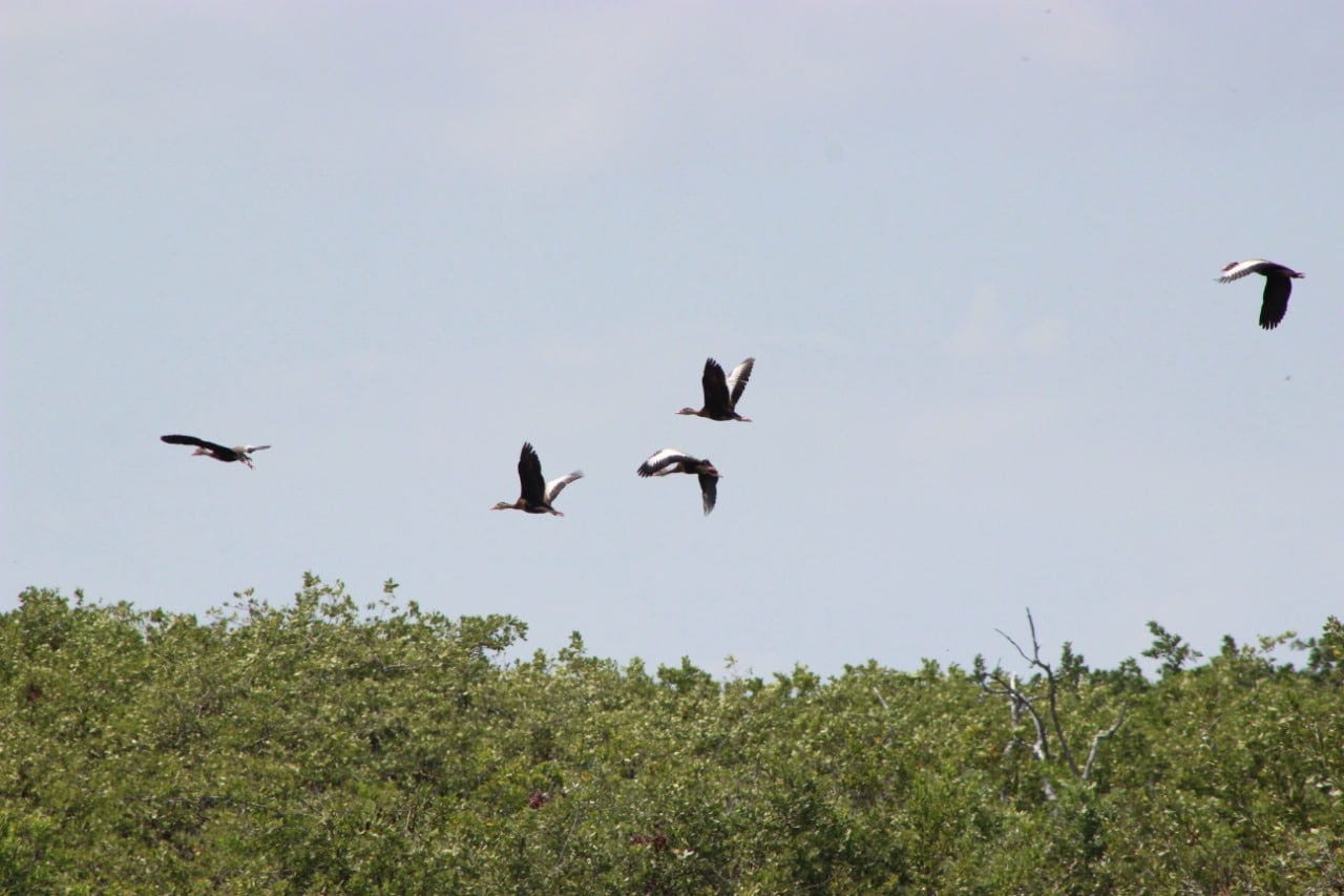 Inicia temporada de arribo de aves migratorias en Cozumel