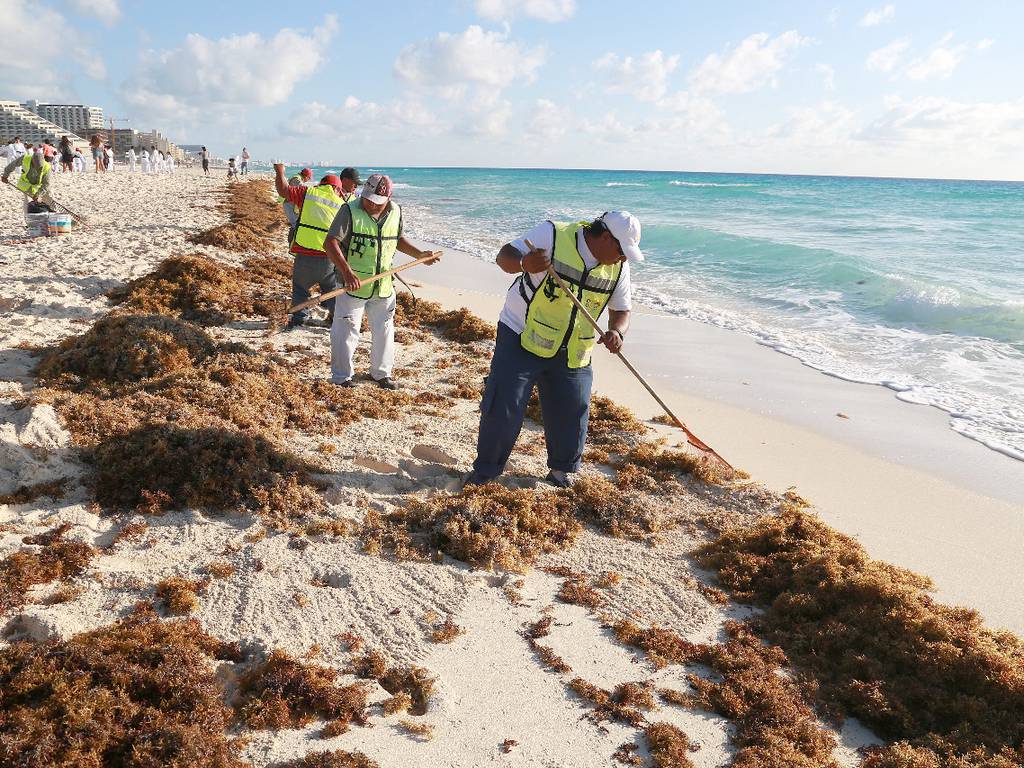 Hoteleros de la Riviera Maya expondrán en la COP27 plan de atención al sargazo