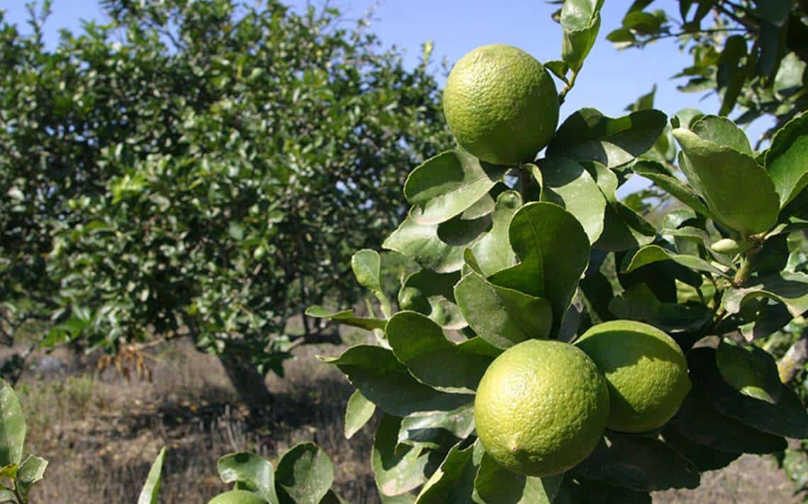 Requieren productores de limón certificación para exportar a Canadá