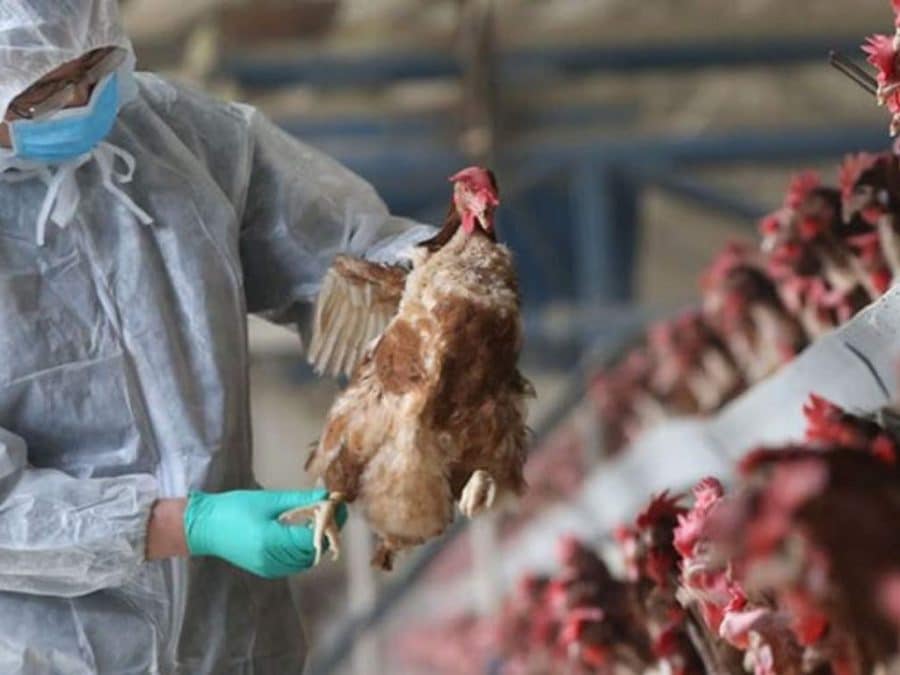 Detectan gripe aviar en granja con 60 mil pollos en Nuevo León