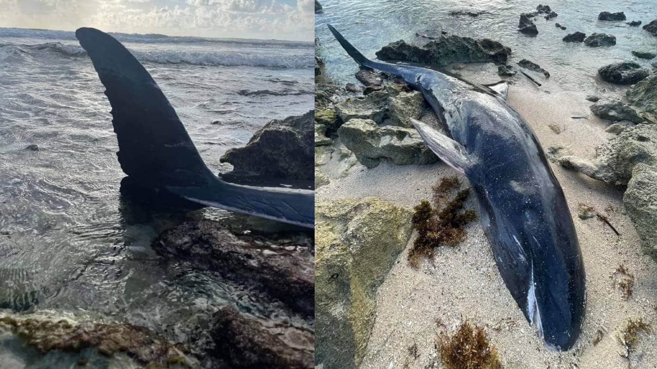 Encuentran orca negra sin vida, en una playa de Cozumel