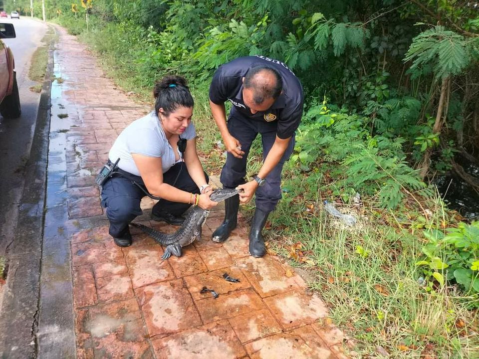 Rescatan a cría de cocodrilo en el bulevar Bahía de Chetumal