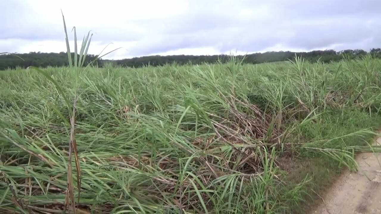 Deja huracán ‘Lisa’ daños en cultivos de caña en Chetumal