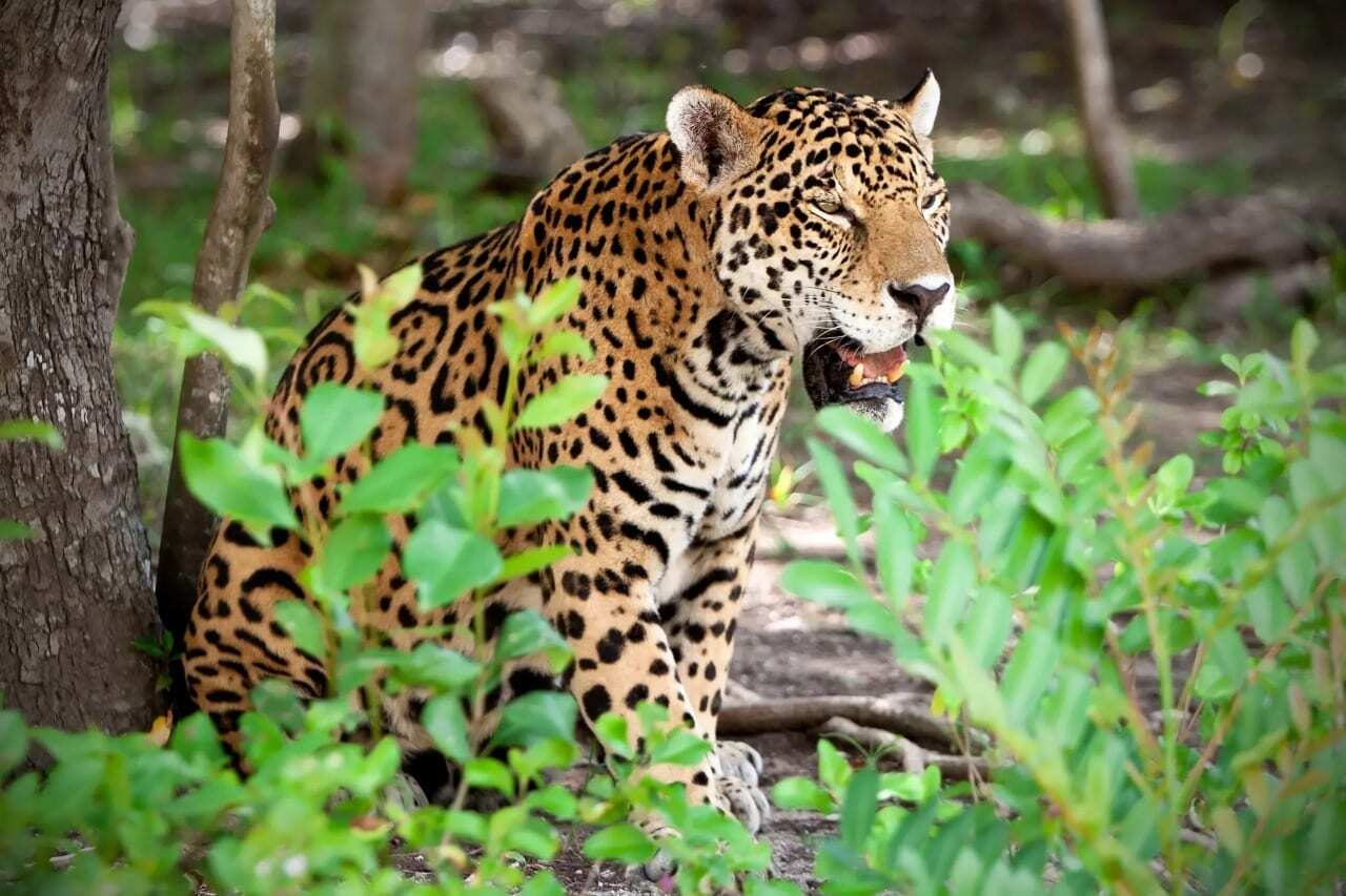 Anuncian asociaciones civiles celebración del ‘Mes del Jaguar’