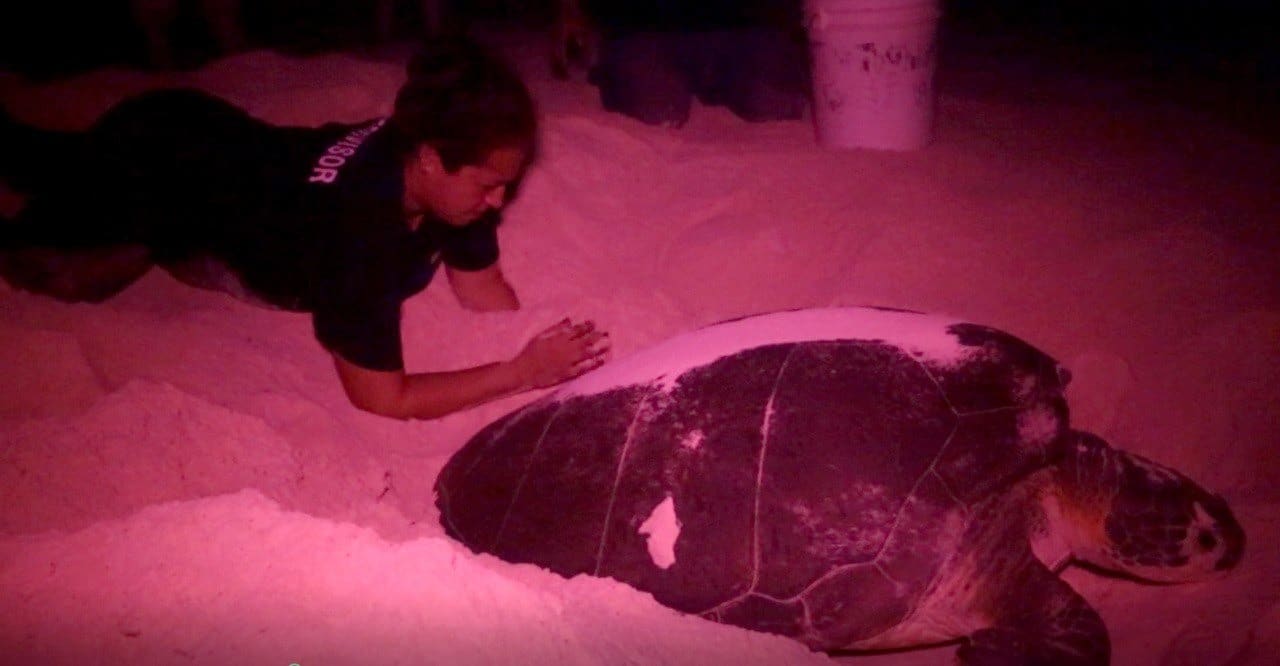 Protegen más de un millón de huevos de tortuga marina