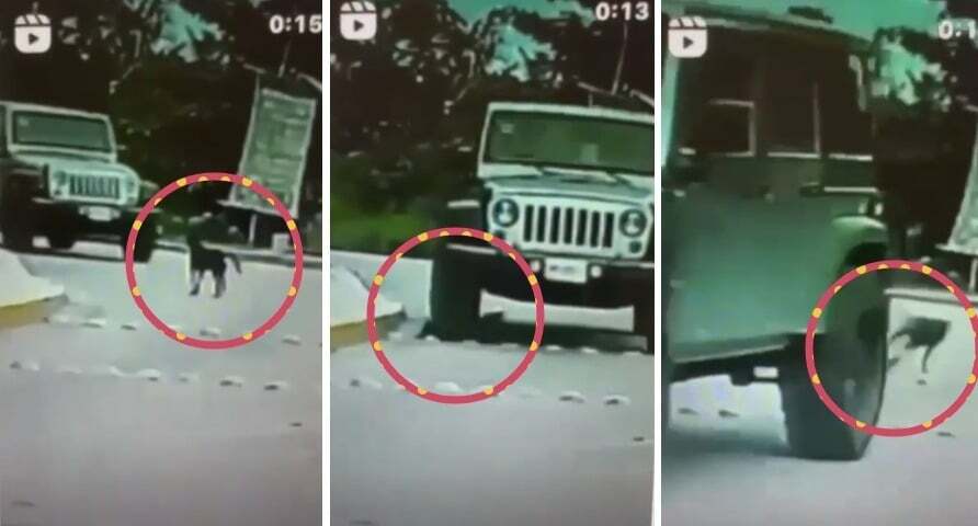 Buscan a automovilista que arrolló a un perro en Cancún