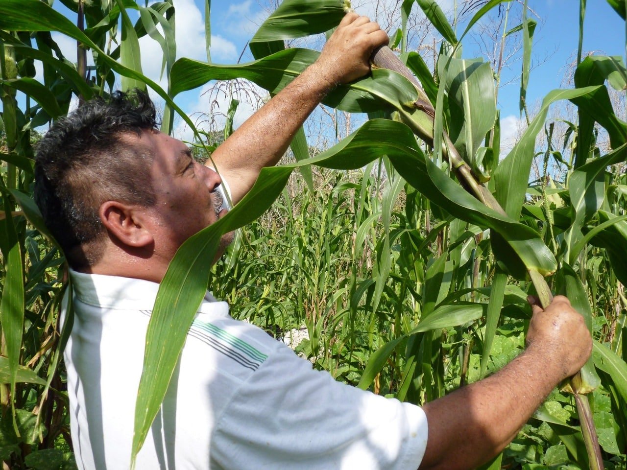 Apuesta Mara Lezama por impulsar al sector agropecuario en el sur del estado