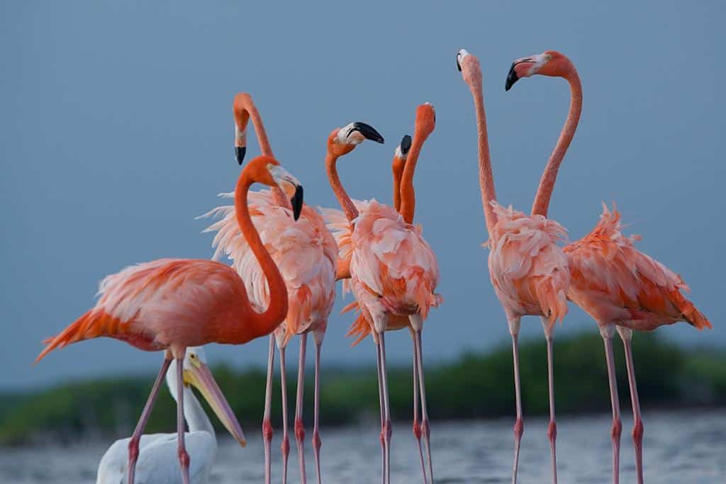 Aves migratorias de invierno visitan reserva ecológica de Cozumel