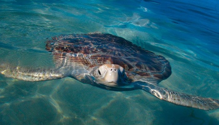 Declara Semarnat a Isla Contoy como santuario de tortugas