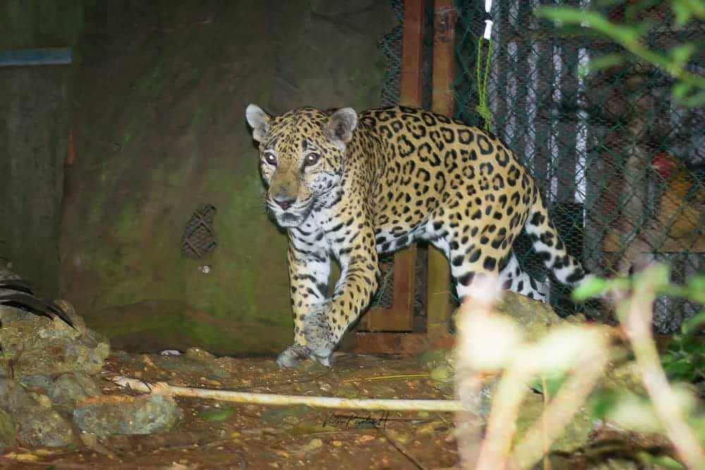 Documentan ataques de jaguares a mascotas en el sur del Estado