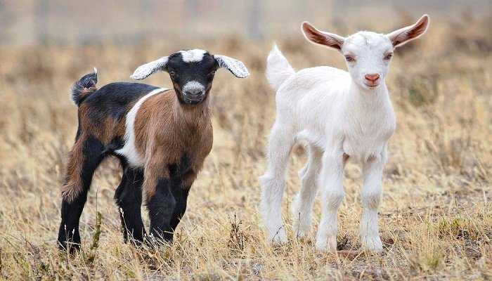 Nuevo León busca elevar producción de cabrito y leche de cabra
