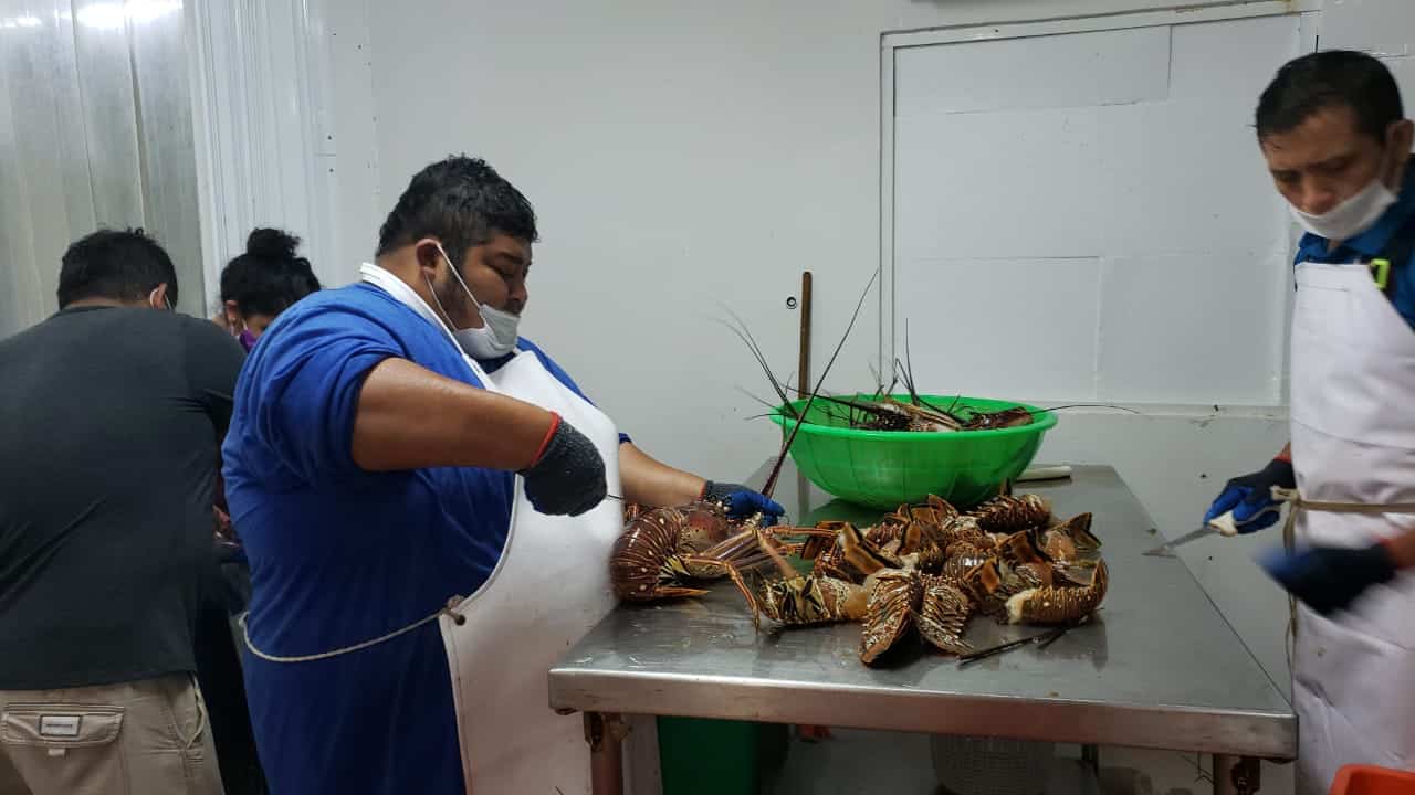 Sufren pescadores de Cozumel por baja venta de langostas