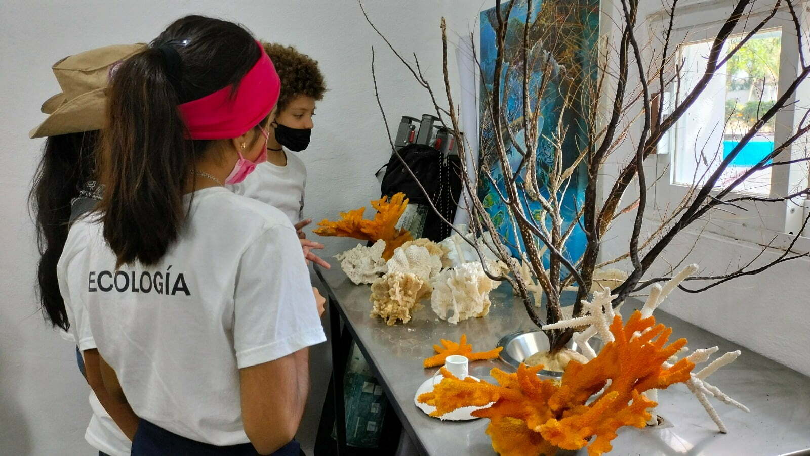 Crean el primer laboratorio de corales en Cozumel