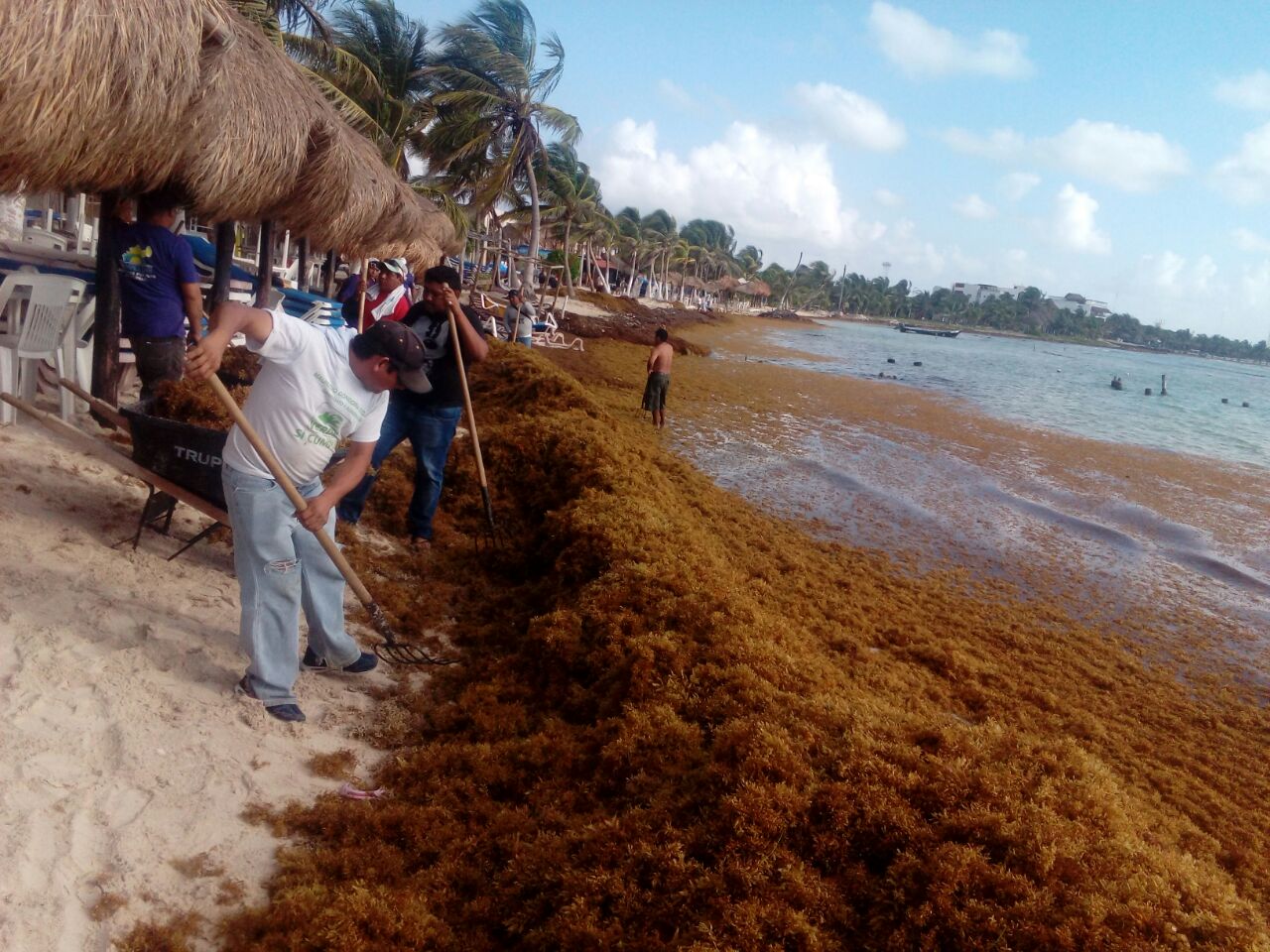 Instalarán Comité Especializado contra Sargazo en Mahahual