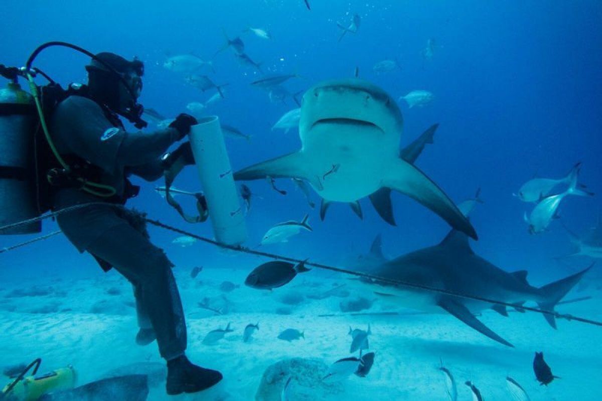 Disminuye captura de tiburón en Quintana Roo