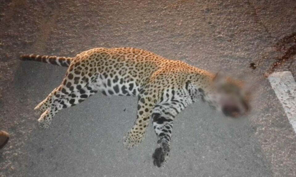 Atropellan a jaguar a la altura del hotel Nickelodeon