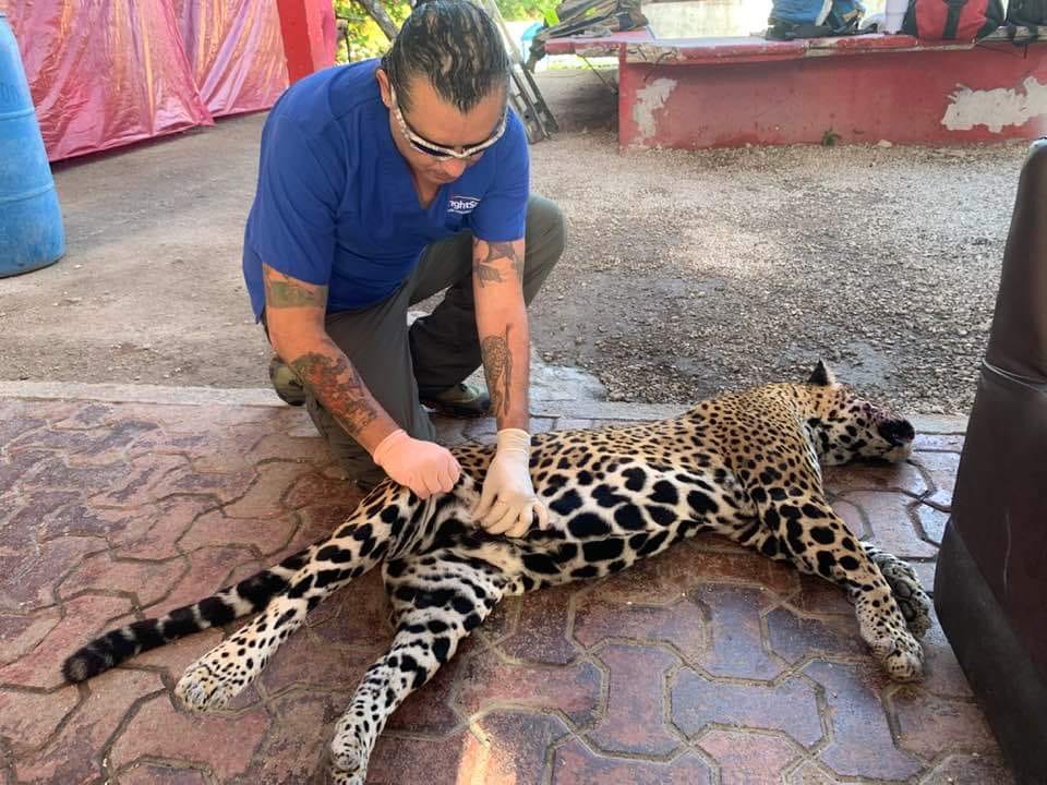 Estaba embarazada, jaguar atropellada en Playa del Carmen